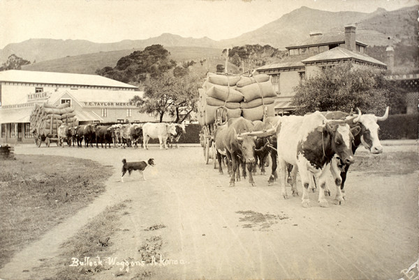 Bullock Wagons