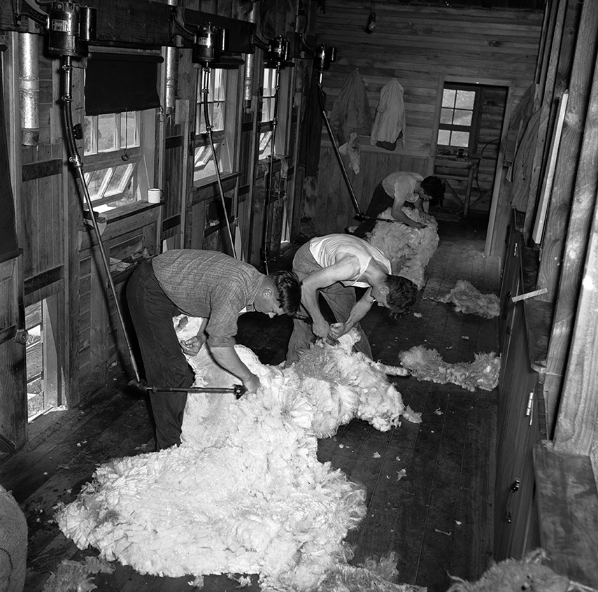 Clyde McKay, Bruce Crotty and Jim Herron shearing